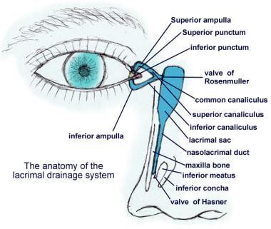 Lacrimal System Probing And Irrigation Overview Technique Periprocedural Care