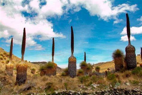La Libertad Santuario Nacional De Calipuy Cumplió 38 Años Protegiendo