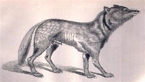 Japanese Wolf Canis Lupus Hodophilax Display Full Image