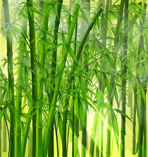 48 Bamboo Background Image Wallpapersafari