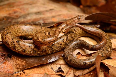 Snake Fools Attackers By Changing Its Eyes To Look Like A Viper New