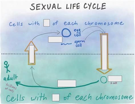 Sexual Life Cycle Diagram Quizlet