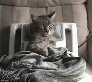 Video Contented Kitty Enjoys A Relaxing Neck Rub From Portable Massager Daily Mail Online