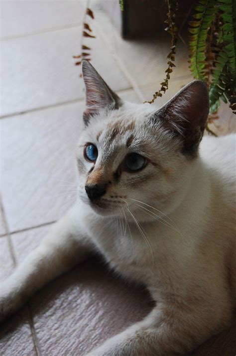 Balinese Hypoallergenic Cat Breeds Pets Lovers