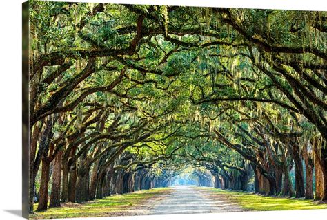 Savannah Georgia Oak Tree Lined Road Wall Art Canvas Prints Framed