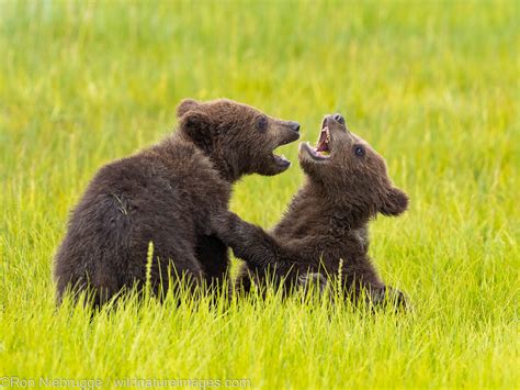 Brown Bear Cubs Lake Clark National Park Alaska Photos By Ron