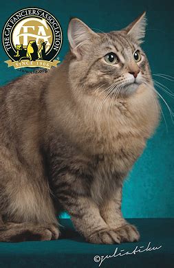 Available without software downloading and device. Norwegian Forest Cat Grands - The Cat Fanciers ...