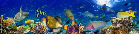 Photo And Art Print Colorful Wide Underwater Coral Reef Panorama Banner