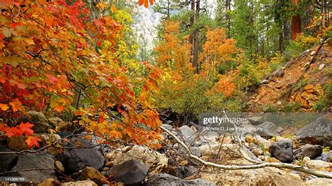 Autumn Colors In Oak Creek Canyon High Res Stock Photo Getty Images