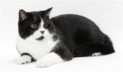 Ten Most Fascinating Black And White Cat Breeds