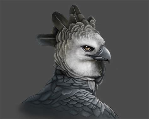Harpy Eagle Drawing