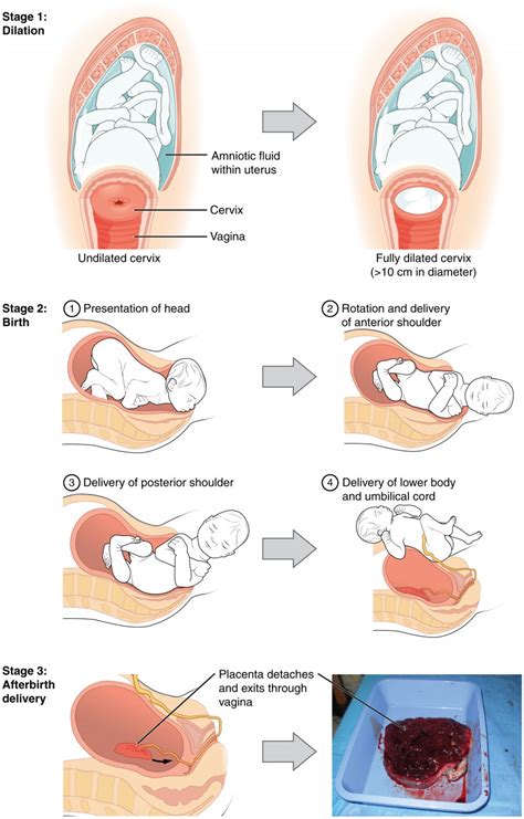 Maternal Changes During Pregnancy Labor And Birth Anatomy And