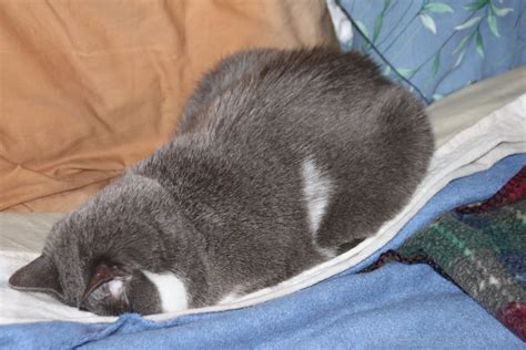 Cats Of Wildcat Woods Face Down Sleeping On Wordless Wednesday