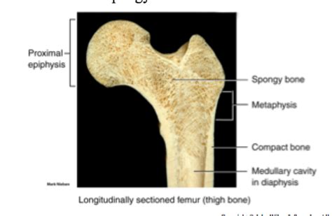Compact Vs Spongy Bone And Red Vs Yellow Bone Marrow Flashcards Quizlet