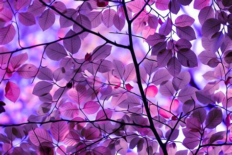Fantasy Field With Purple Tree Computer Wallpapers - Purple Wallpaper ...