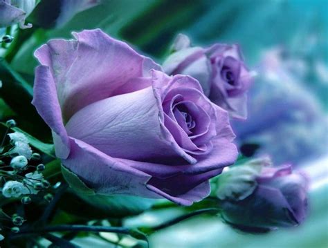 Free Live Purple Roses Wallpaper Wallpapersafari