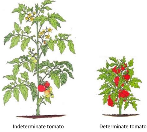 How To Grow Tomatoes On A Trellis Topper