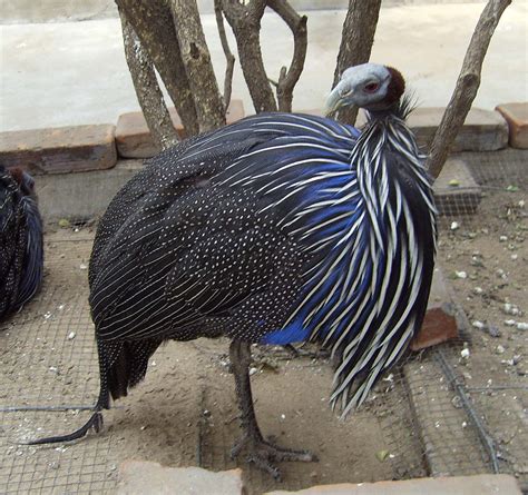 When your guinea fowl have graduated from the brooder box, you'll need to place them in a tractor if you are going to let them free range. How to Raise Guinea Fowl: 5 Steps (with Pictures) - wikiHow