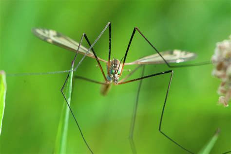 Do Mosquito Hawks Eat Mosquitoes What To Know About The Flying Insect