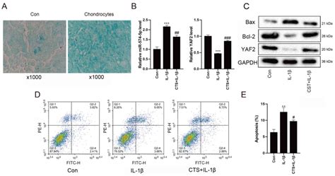 cryptotanshinone interferes with chondrocyte apoptosis in osteoarthritis by inhibiting the