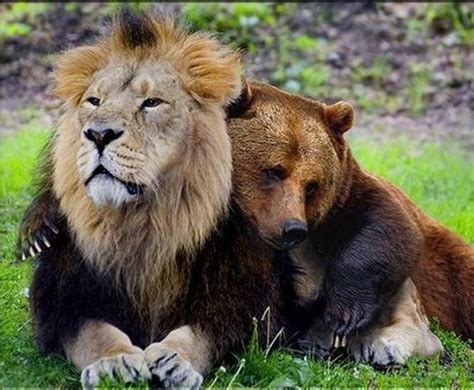 Life And Relationships Unlikely Friends Unusual Animal Friendships