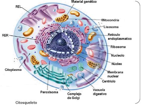 Célula Eucariota 2012 Iº Medio