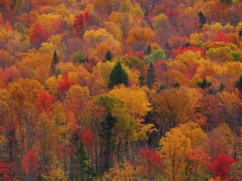 Maine Fall Foliage Photograph By Tim Canwell Pixels