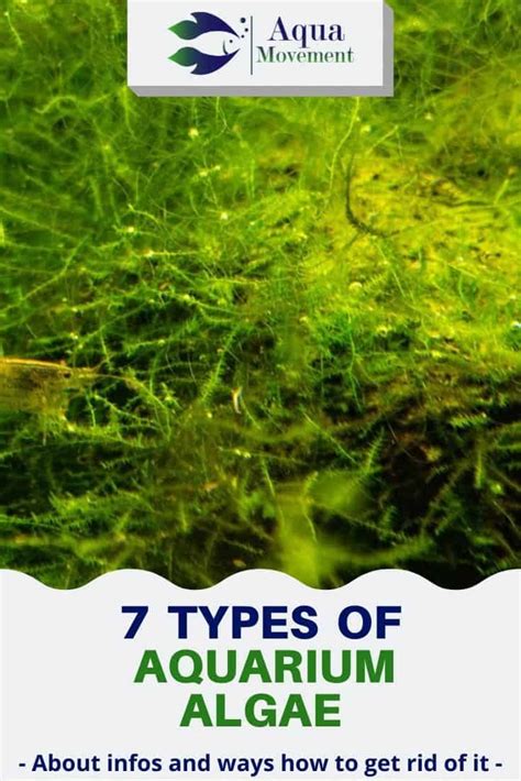 7 Aquarium Algae Types Freshwater And Saltwater Aqua Movement