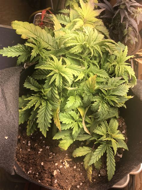 Ilgm White Widow Autoflower Grow Diary Journal Week5 By Mamajunebug