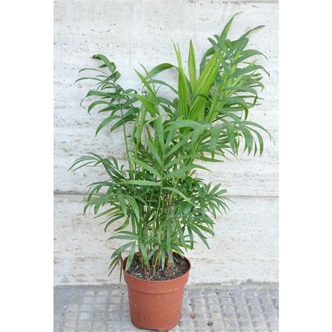 Scegliete una pianta cascante che con le sue foglie trasformerà un angolo in una picolla cascata di verde! Chamaedorea piccola palma piante da interno pianta da ...