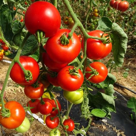 Plants Tomates Ancienne Matina 100 Bio Plantzone