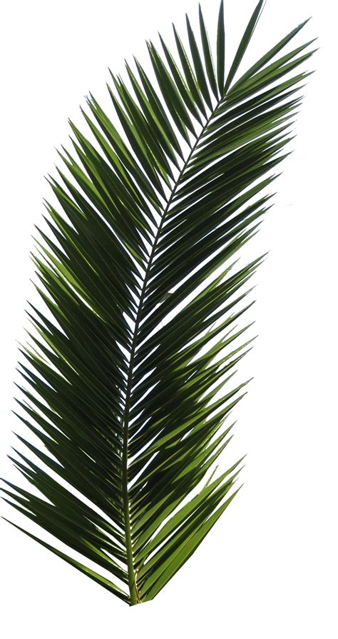 Palm Tree Png Transparent Image Download Size 900x1700px