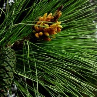 Jual Fromo Jual Daun Pinus Super Obat Stroke Dn Kangker Ganas Indonesia