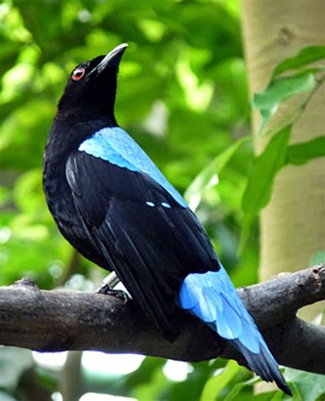 Adanya burung paok sayap biru di indonesia ini bisa ditemui di hutan yang ada di sumatera, kalimantan. Mengenal Burung Cucak Biru - Ocehan Kenari