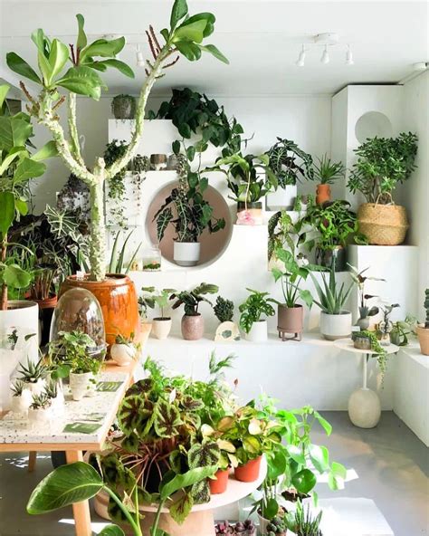 30 Indoor Decorative Plants For Your Home Plants Plant Decor House
