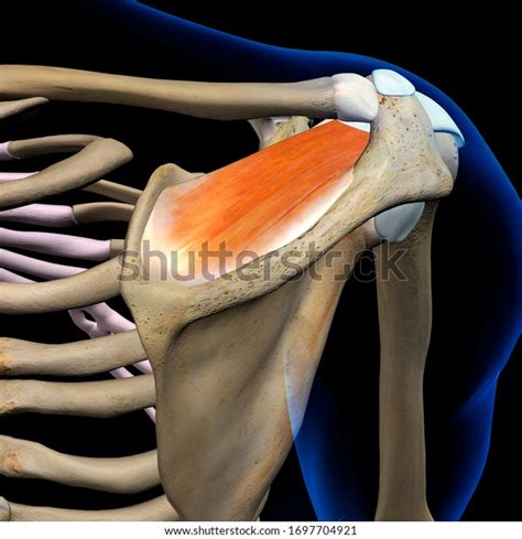 Supraspinatus Muscle Isolated Posterior View Human Stock Illustration
