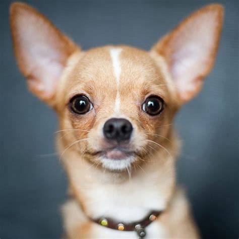 Chihuahua The Charming Mexican Breed Information Poochn Cat