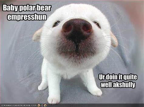 Funny Baby Polar Bear Funny Animal