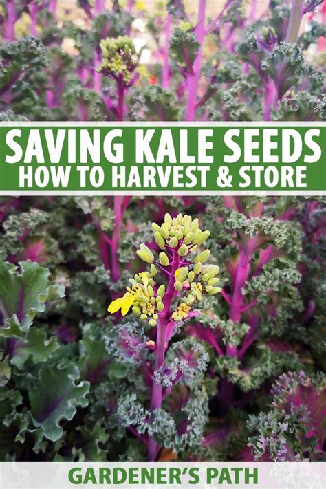 Learn How To Save Kale Seeds Kale Is Healthy And Nutritious Has A