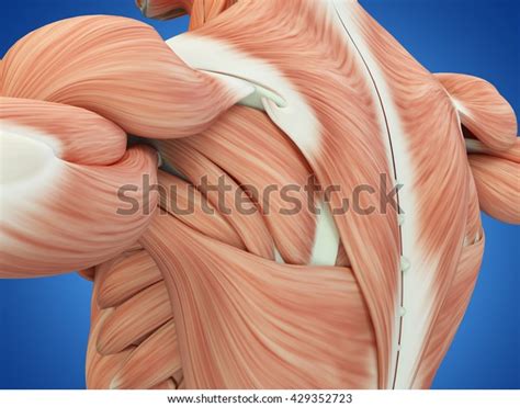 Human Anatomy Torso Back Shoulder Muscles Stock Illustration 429352723