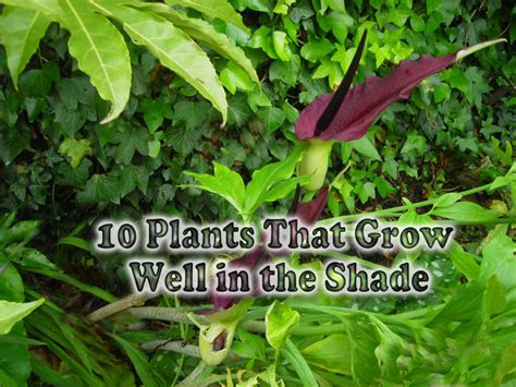 10 Plants That Grow Well In The Shade Part 3 Hubpages
