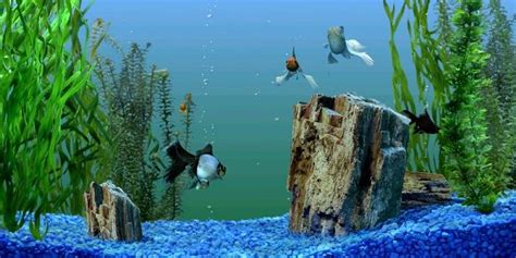 Fish Tank Background Hd