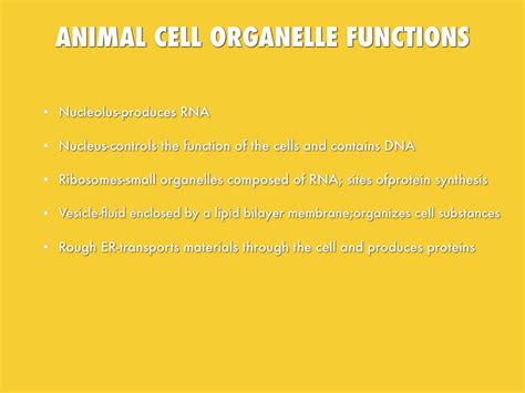 Nucleolus function in animal cell. Cell Organelles and Their Processes by Lexi Helman