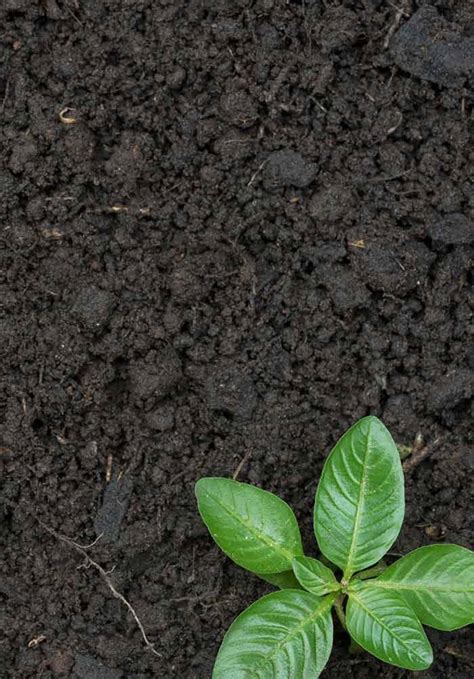 How To Prepare Soil For Planting In Pots India Blog Sam