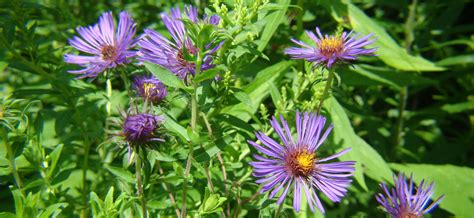 New England Aster Curious By Nature