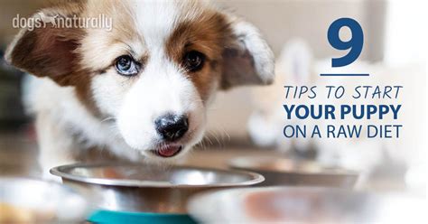 Starting Your Puppy On A Raw Food Diet Is Easy Here Are Some Simple