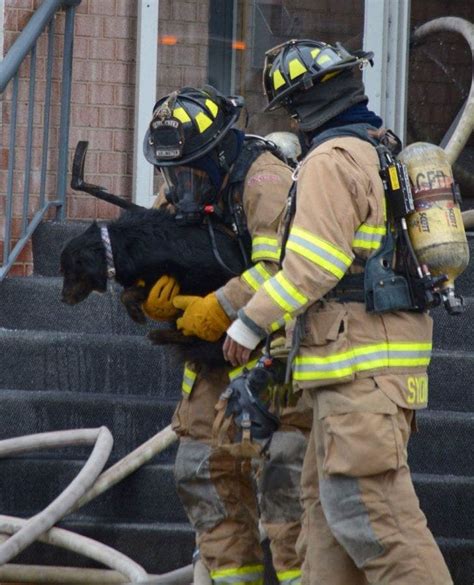 Firefighters Rescue Dog From Arlington Apartment Fire Photos