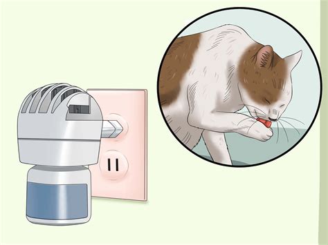 Why do cats pull their hair out? Come Impedire che il Gatto si Strappi il Pelo - wikiHow