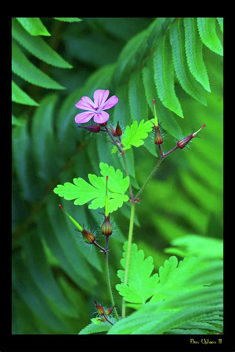 Oregon Wood Sorrel 1 Photograph By Ben Upham Iii Fine Art America