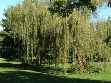 Free Stock Photo Of Tree Weeping Weeping Willow
